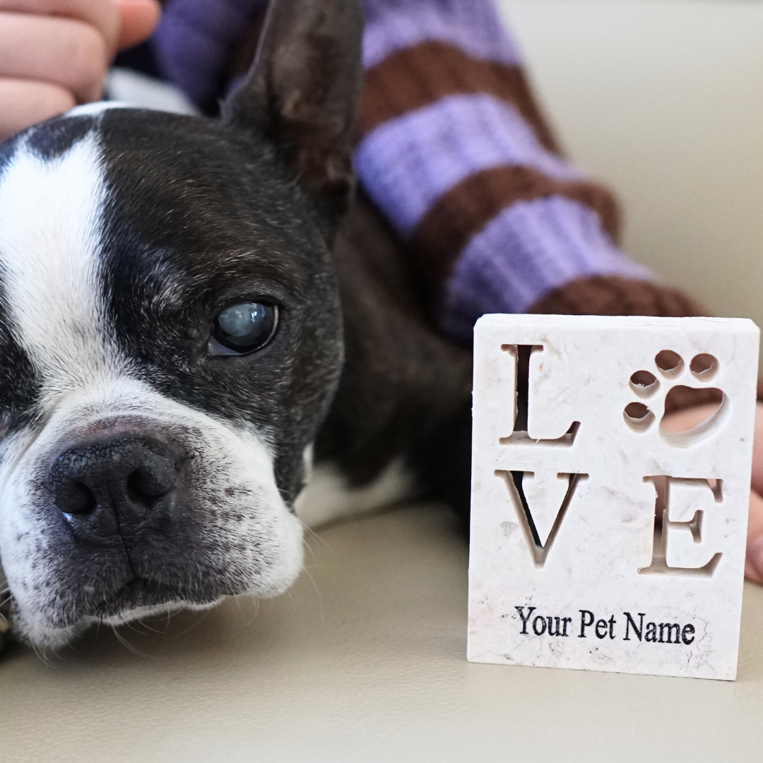 Black and white French bulldog next to LOVE stone plaque